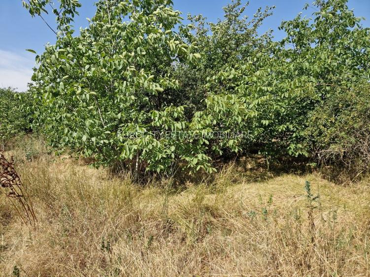 Domnesti - Ciutaci, vanzare 4 loturi de teren intravilan - 15