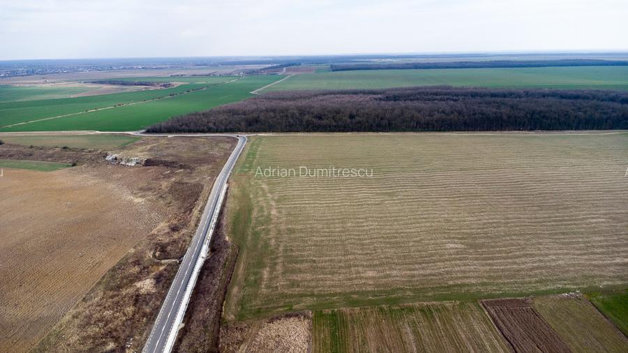 Teren intravilan la asfalt si statie autobuz Ilfov Cernica Posta - 16