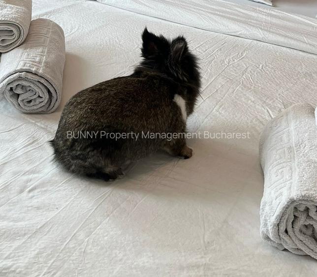 AR4163-LU1 - 2 min walk Calea Victoriei - 1 min walk Sala Palatului -Fixed Price - 3