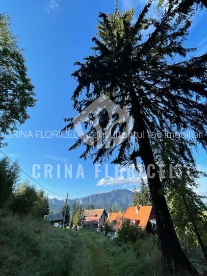 Teren cu padure 1000 mp, Predeal - Strada Pajistei - Valea Ursuletul - 3