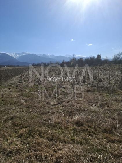 Teren extravilan de vanzare - Arpasul de Sus - 4