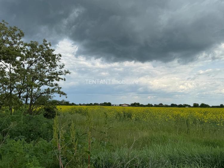 Vanzare Teren  intravilan 8000mp Adunati Copaceni Giurgiu - 15