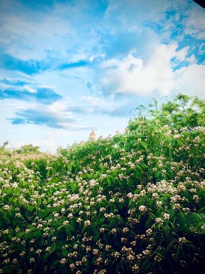 Apartament 3 camere + 1 birou,  Cotroceni, curte si gradina, metrou Eroilor - 23