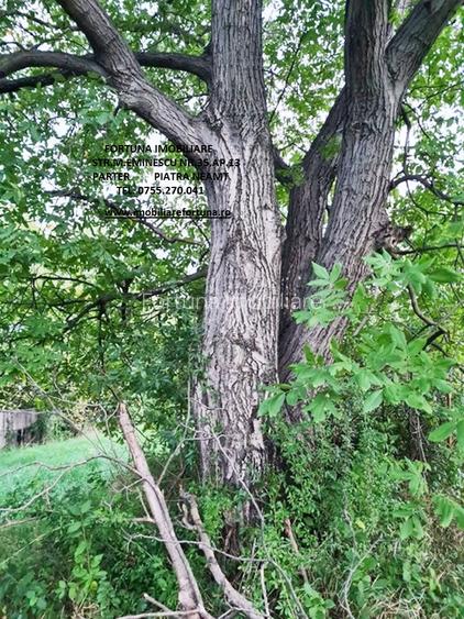 Teren intravilan, Alexandru cel Bun - 3