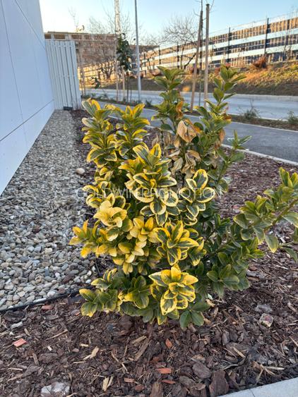 Casa - lux cu curte 3 camere  100mp Pipera Plazza H4L The Village/Metrou Pipera - 19