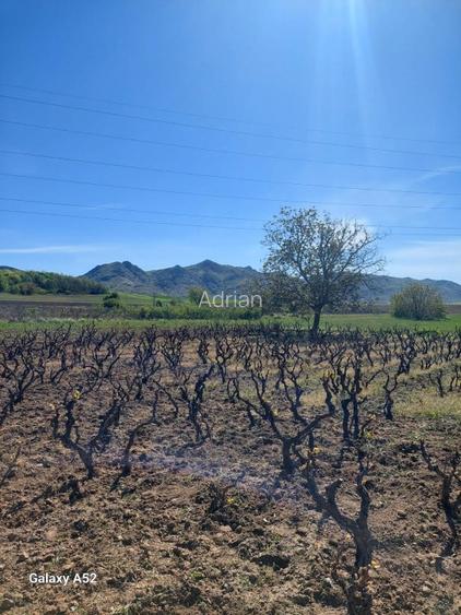  Proprietate de vânzare în Măcin – 6000 mp teren, vie productivă + proiect casa - 2