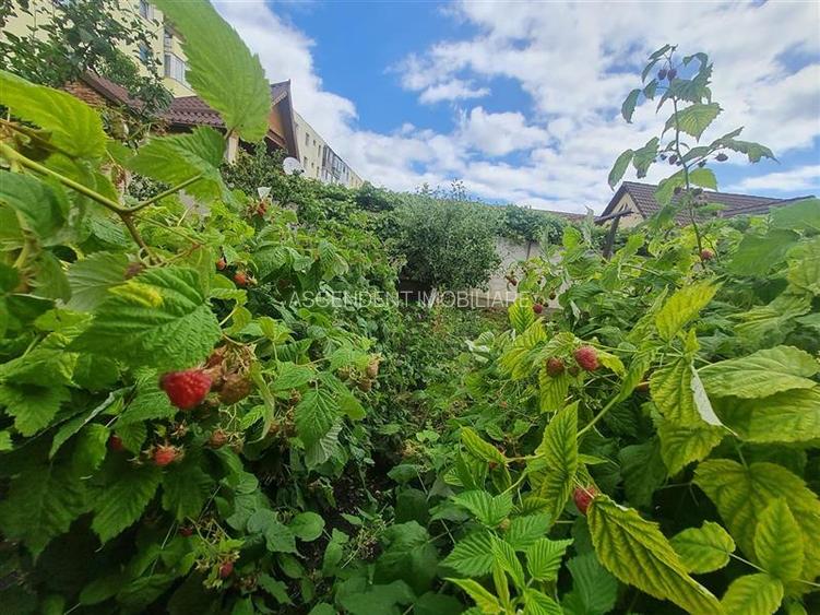 Poveste saseasca la umbra vitei de vie,cu crama,gradina flori,Central,Codlea - 13