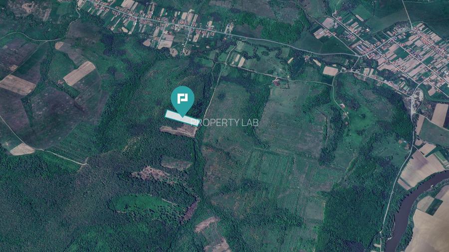 Pădure de foioase – Dorgoș, județul Arad - 3