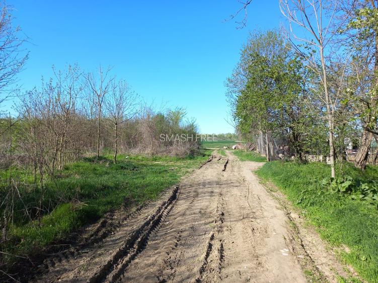 Teren intravilan 2927 mp - com. Domnesti sat Teghes - 7