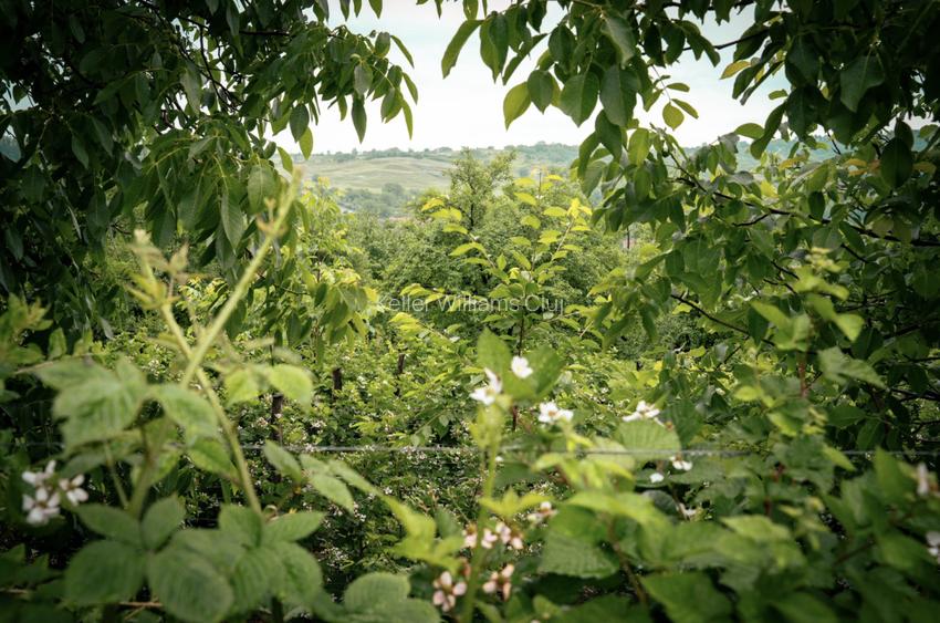 Visează, construiește, culege: Livada Paradisului – De Vânzare - 9