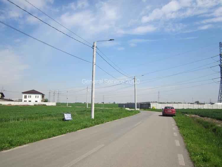 Domnesti-Narciselor - 19