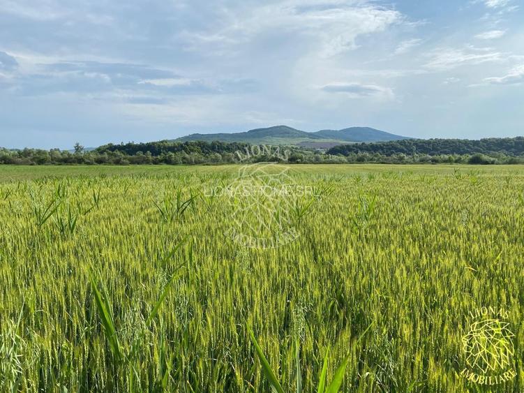 Teren -4.300 mp - Arabil - Chintelnic - 5