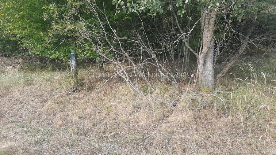 FARA COMISIOANE TEREN parcelabil 10756mp linga padure Comuna Dumbravita Brasov - 5