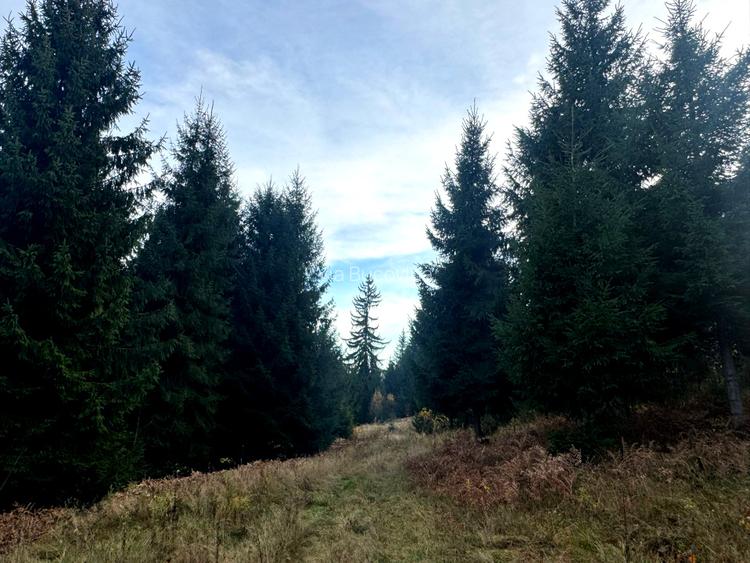 Vanzare 5,3 ha pasune deasupra Voronetului Suceava - Proiect Turistic - 7