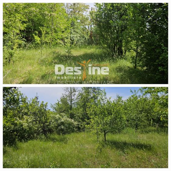 Tomesti-Chicerea, teren intravilan  3523 mp - 5