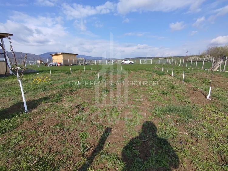 Grădină 862 mp cu cabanuta și pomi fructiferi – între Tălmaciu și Sadu - 2