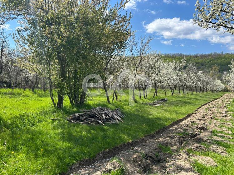 Casă la țară cu teren 3940 mp și livadă – zonă liniștită - 2