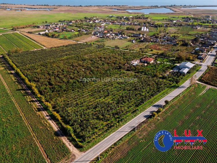 ID 7785 LIVADA SABANGIA DE VÂNZARE - 10