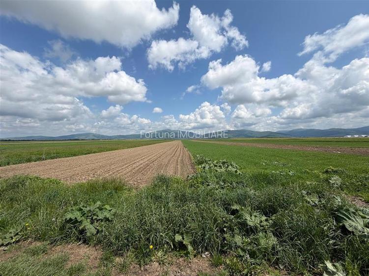Teren extravilan 10.000 mp - Ieșire Prejmer spre Cărpiniș - 2