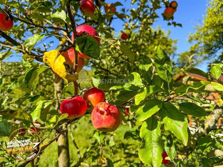 FILM! 3.000 mp teren intravilan cu proprietate traditionala de poveste,Zagon,Cov - 5