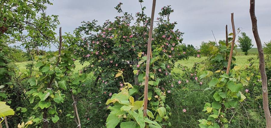 Teren intravilan 2300mp Sarulesti Sat Calarasi - 2