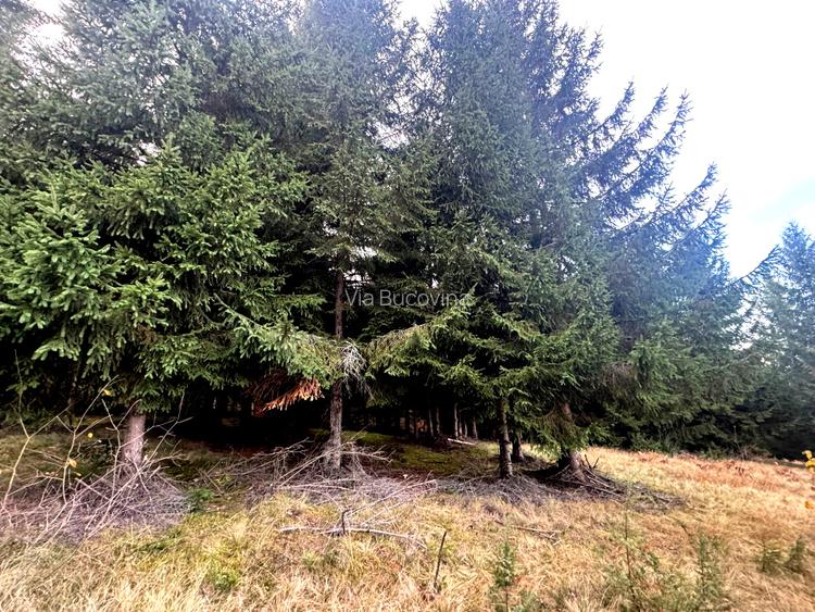 Vanzare 5,3 ha pasune deasupra Voronetului Suceava - Proiect Turistic - 21