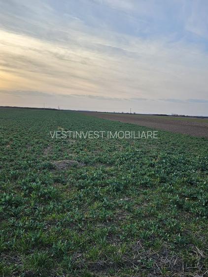 Teren 21600 mp in apropiere de Autostrada Transilvania - 6