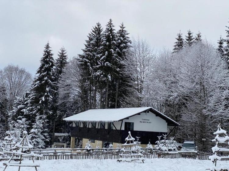 Cabana de vânzare în mijlocul pădurii