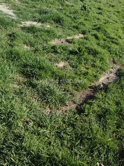 Teren intravilan Poiana - 3