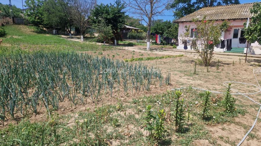  MAHMUDIA-TERENURI SI CASE - 9