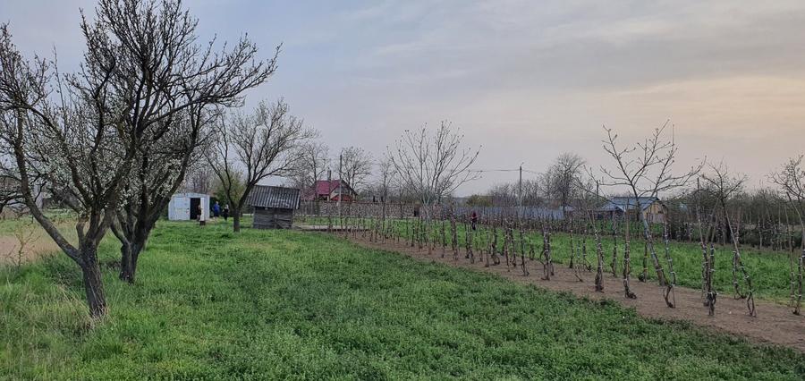 Teren intravilan 2300mp Sarulesti Sat Calarasi