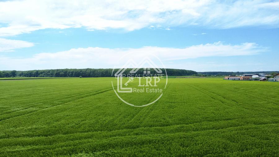 OPORTUNITATE INVESTIȚIE:Teren intravilan 25.000mp Dascălu-Pădure, parcelabil - 11