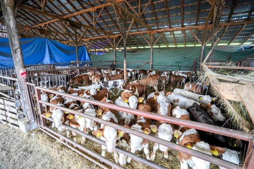 Ferma+Anexe specifice+ Constructie rezidentiala+222.000 mp domeniu - 18