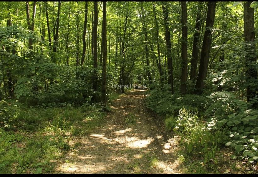 Teren Corbeanca- Darza -deschidere la Padurea Valea Mocanului intre 5 si 38 ha - 4