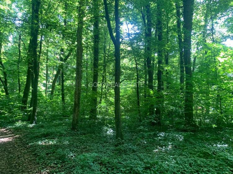 46644 mp teren in Padurea Baneasa proiect exclusivist - 12