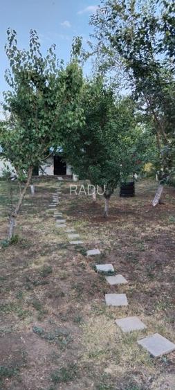 Casă locuibilă cu 1400 mp teren, vie pe rod și livadă – aproape DN3 – Ștefănești - 9