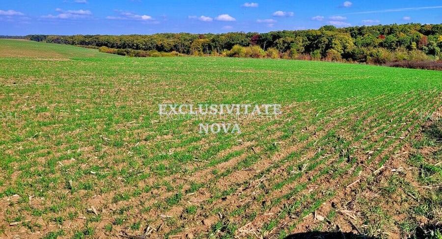 Teren 9Ha -> 16Ha Ha Intravilan , Exit A3 Snagov Ghermanesti Bucuresti-Ploiesti - 18