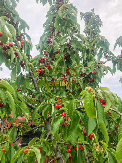 De vanzare ferma Calarasi in stare de conservare - sere - livada  - 3