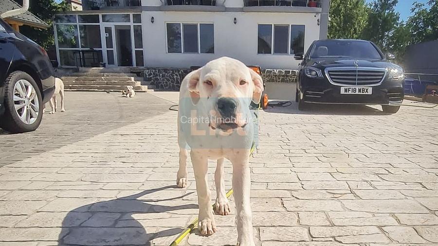 Casa/vila P+2 aproape de Bucuresti - 13