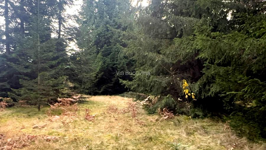 Vanzare 5,3 ha pasune deasupra Voronetului Suceava - Proiect Turistic - 34