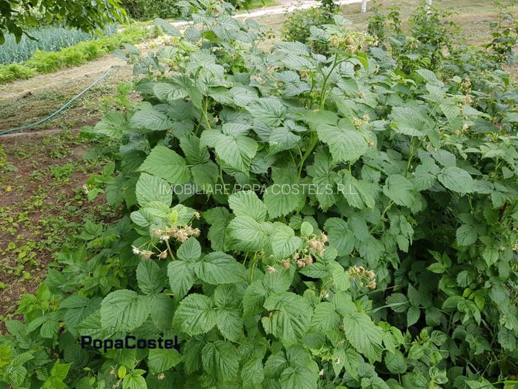 Petresti - Corbeanca 4648 mp intravilan desch. 33 m, utilitati, acces asfaltat - 10