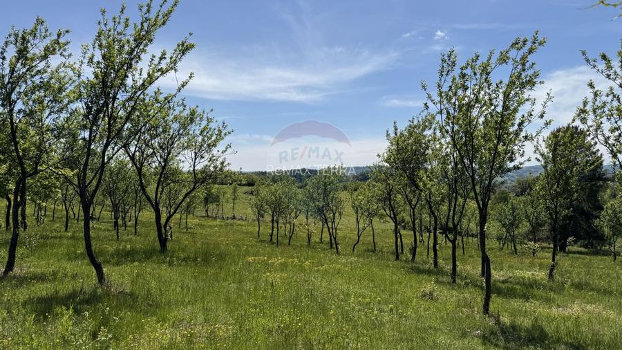 Teren intravilan de vanzare 55 600 mp Codru Butesii - 17