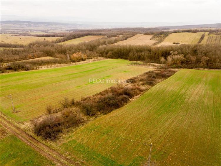 RECO Teren intravilan in Ceica Bihor - 2