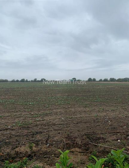Vanzare Teren Intravilan Tunari - Dimieni Autostrada A0 - Tamasi - Snagov - 3
