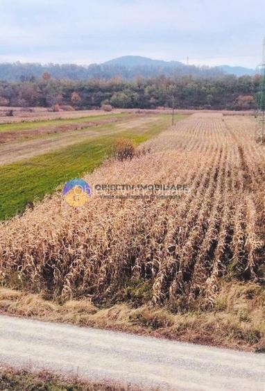 Teren intravilan de vanzare 5533 mp – Alexandru cel Bun - 4