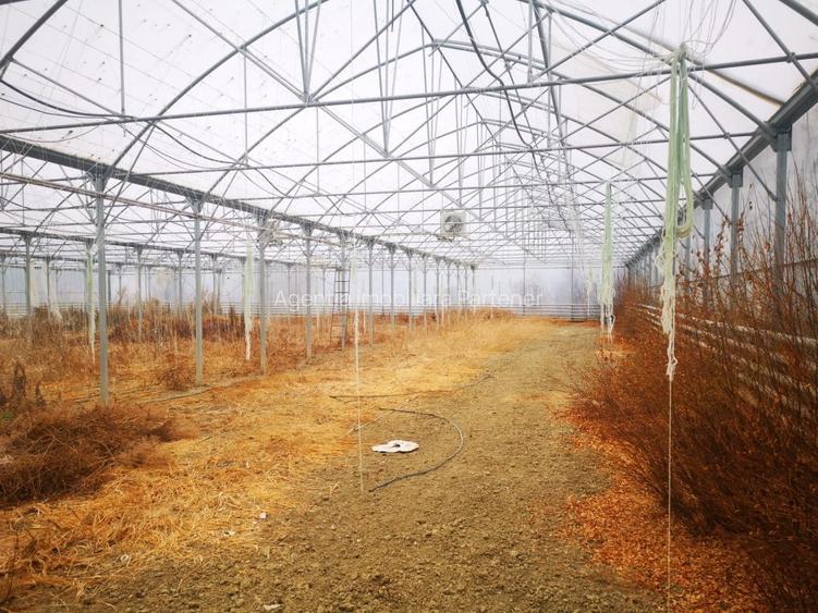 Teren 12.000mp + sera 3.000mp, Ciofrangeni-Arges - 6