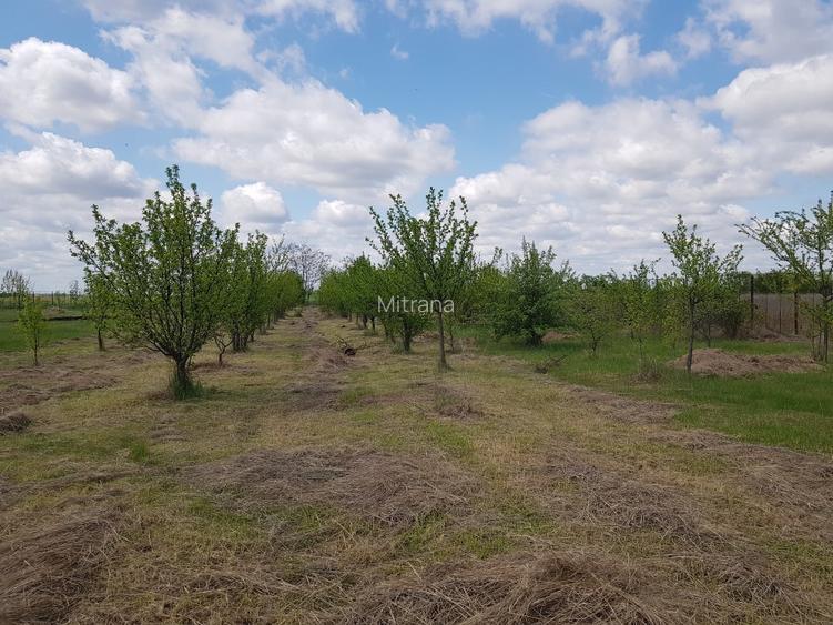 VISUL TĂU LA ȚARĂ, LA DOAR 60 KM DE BUCUREȘTI! Teren intravilan 8402 mp + Casă  - 9