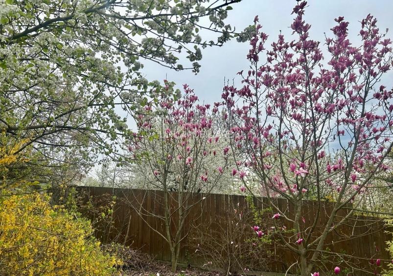 Vilă în Bârnova 260 mp utili, teren 1030 mp D+P+E+M, complet mobilată și LIBERA - 19