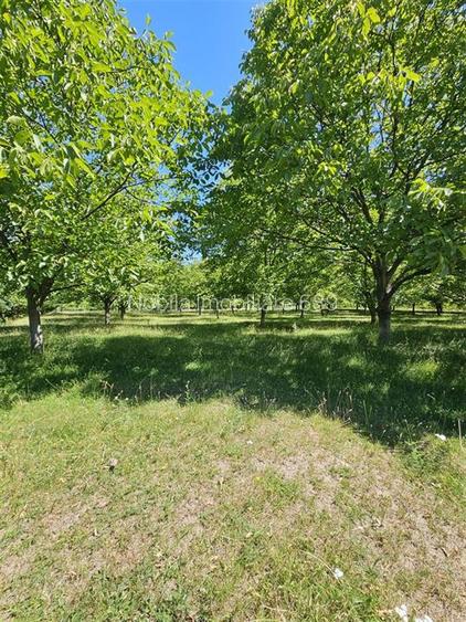 TEREN INTRAVILAN DEVANZARE 33161 MP DE VANZARE TARGU OCNA - 2