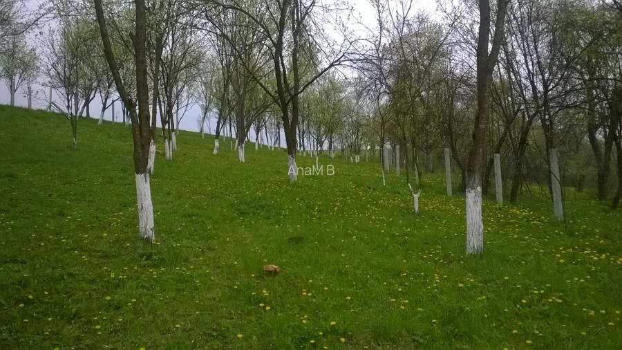 Vand teren intravilan sat Nicula, jud Cluj - 2